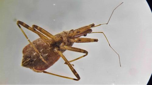 Himacerus apterus